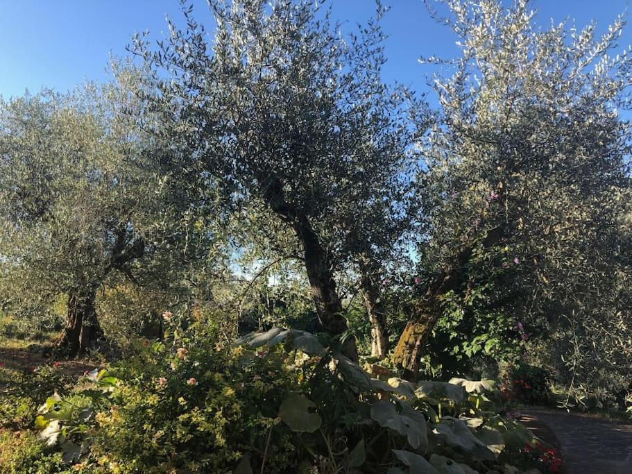 La Vigna Agriturismo Villa Siena Exterior photo
